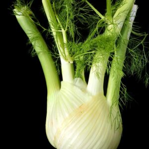 Fenouil