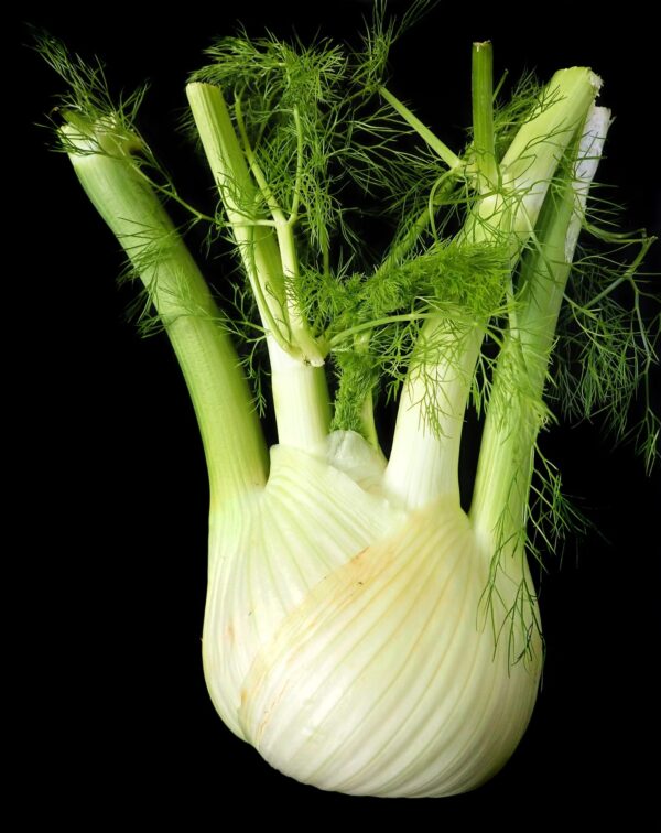 Fenouil