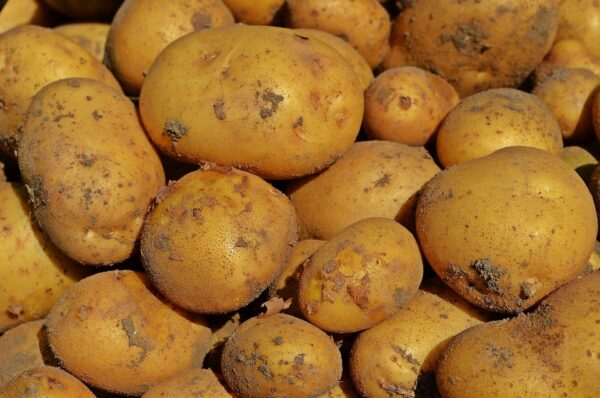 Pomme de terre grenaille (petite taille)
