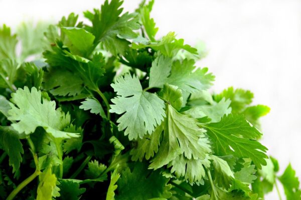 Persil plat en bouquet