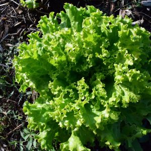 Salade