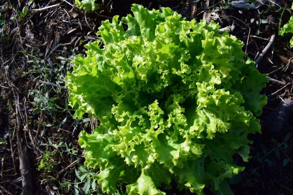 Salade