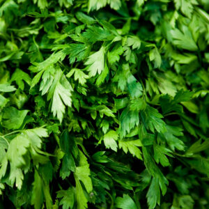 Bouquet de coriandre