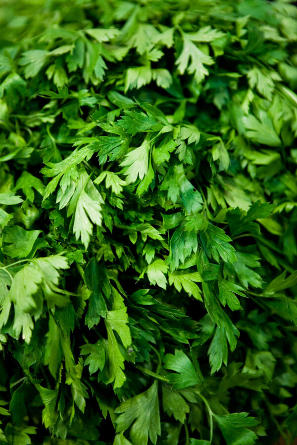 Bouquet de coriandre