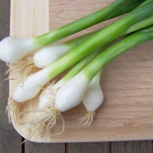 Oignons Cebette