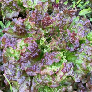 Salade Batavia Brune