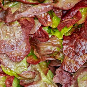 Salade Feuille de chêne Brune