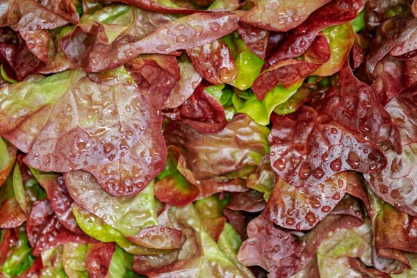Salade Feuille de chêne Brune